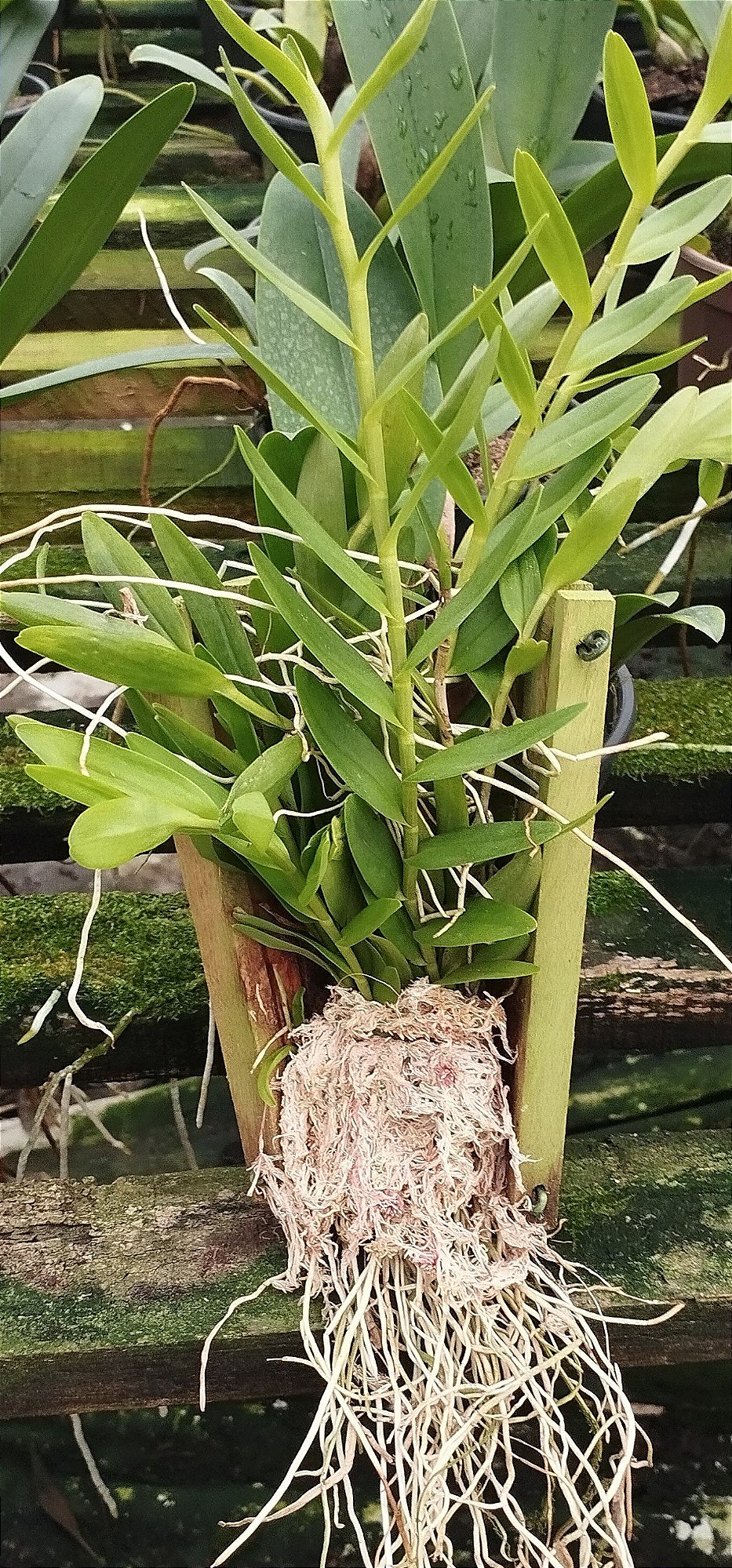 Epidendrum laranja