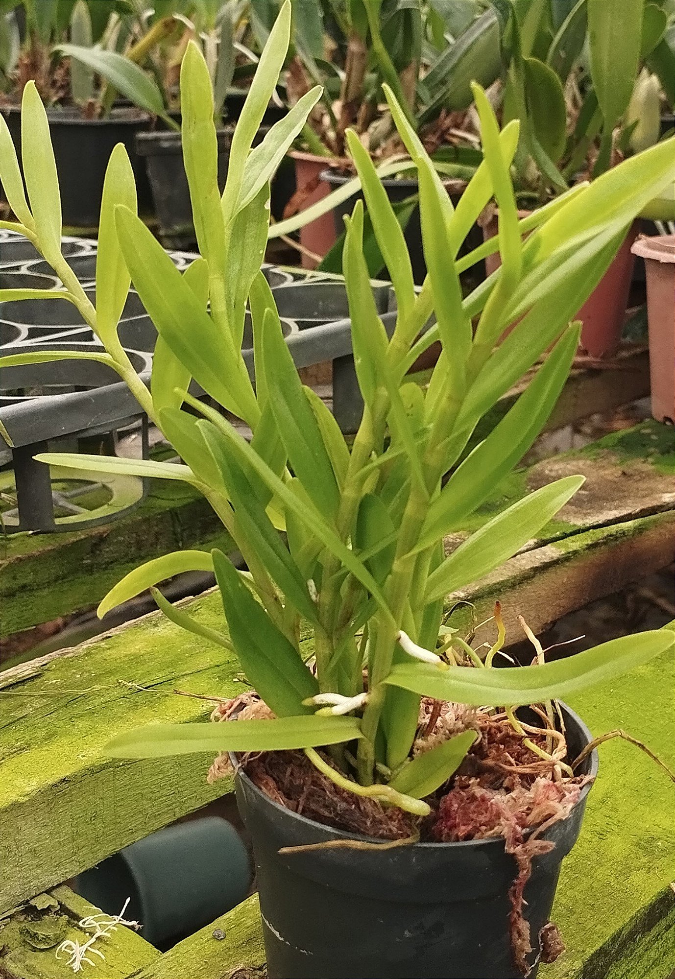 Epidendrum laranja (mudas)