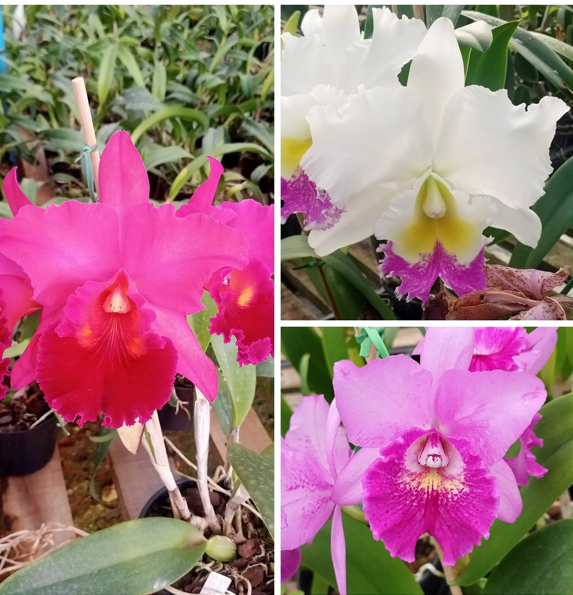 Kit de Catleyas - Blc. Pastoral Aniel Carnier, Pot. Haw Yuan Gold x Blc. Chunyeah e Blc. Hsinying Pink Doll