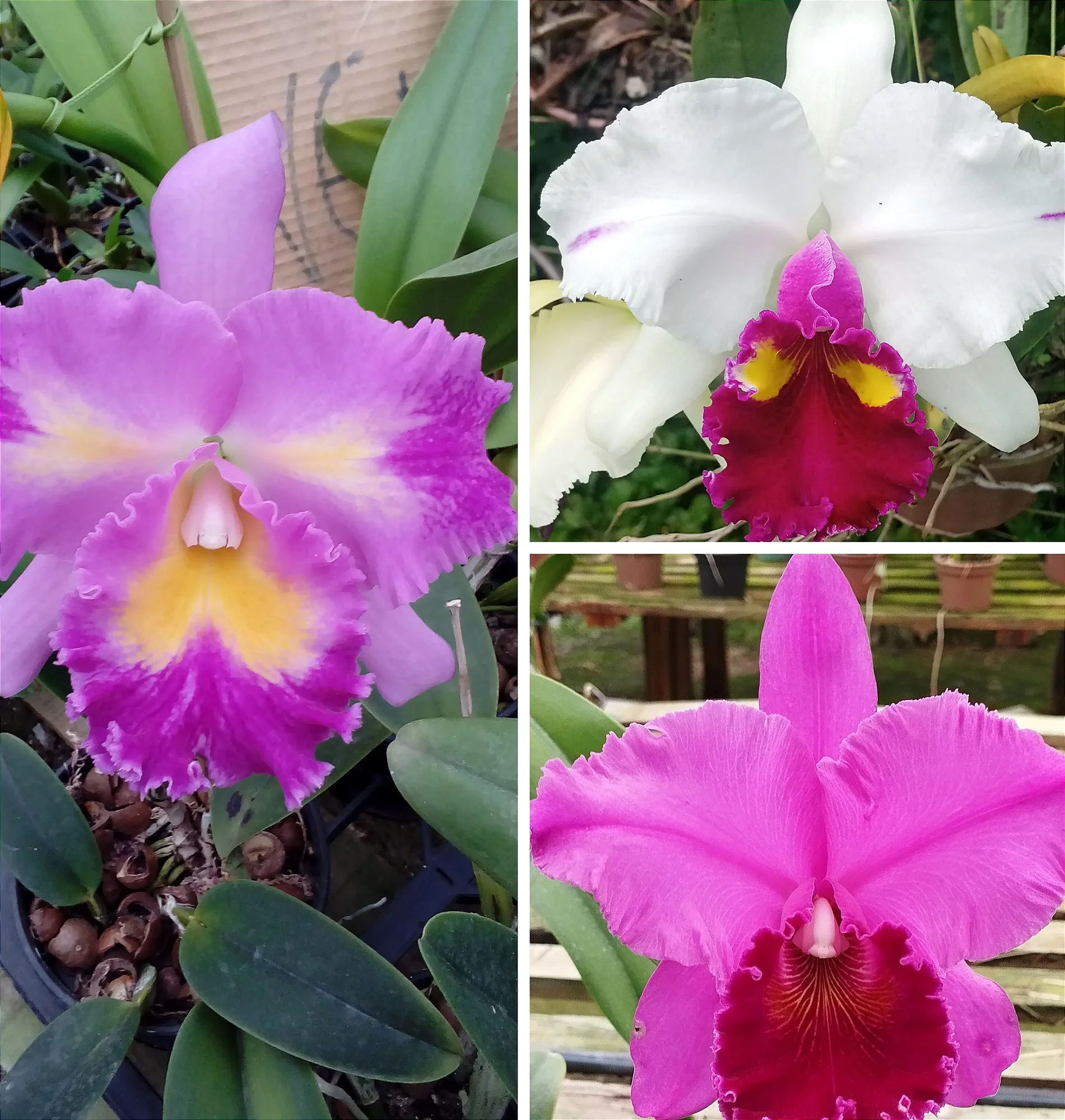 Kit de Catleyas - Blc. Miriam Suzuki x Lc. Remo Prada Crown, Lc. Platinum Sun e Blc. Memoria Crispin Rosales
