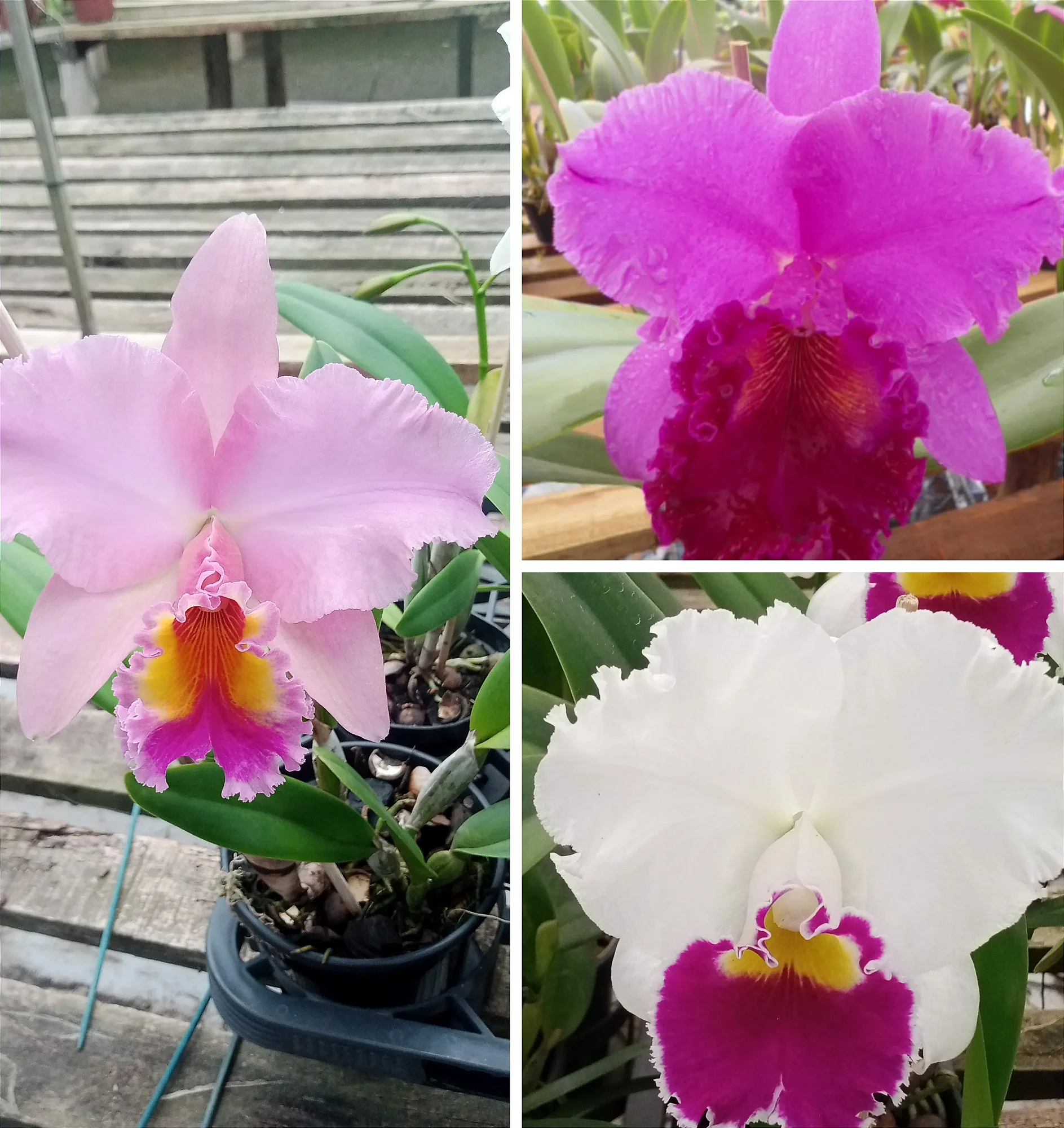 Kit de Catleyas - Lc. Melody Fair Mishima, Blc. Yamanashi e Blc. George King Serendipty