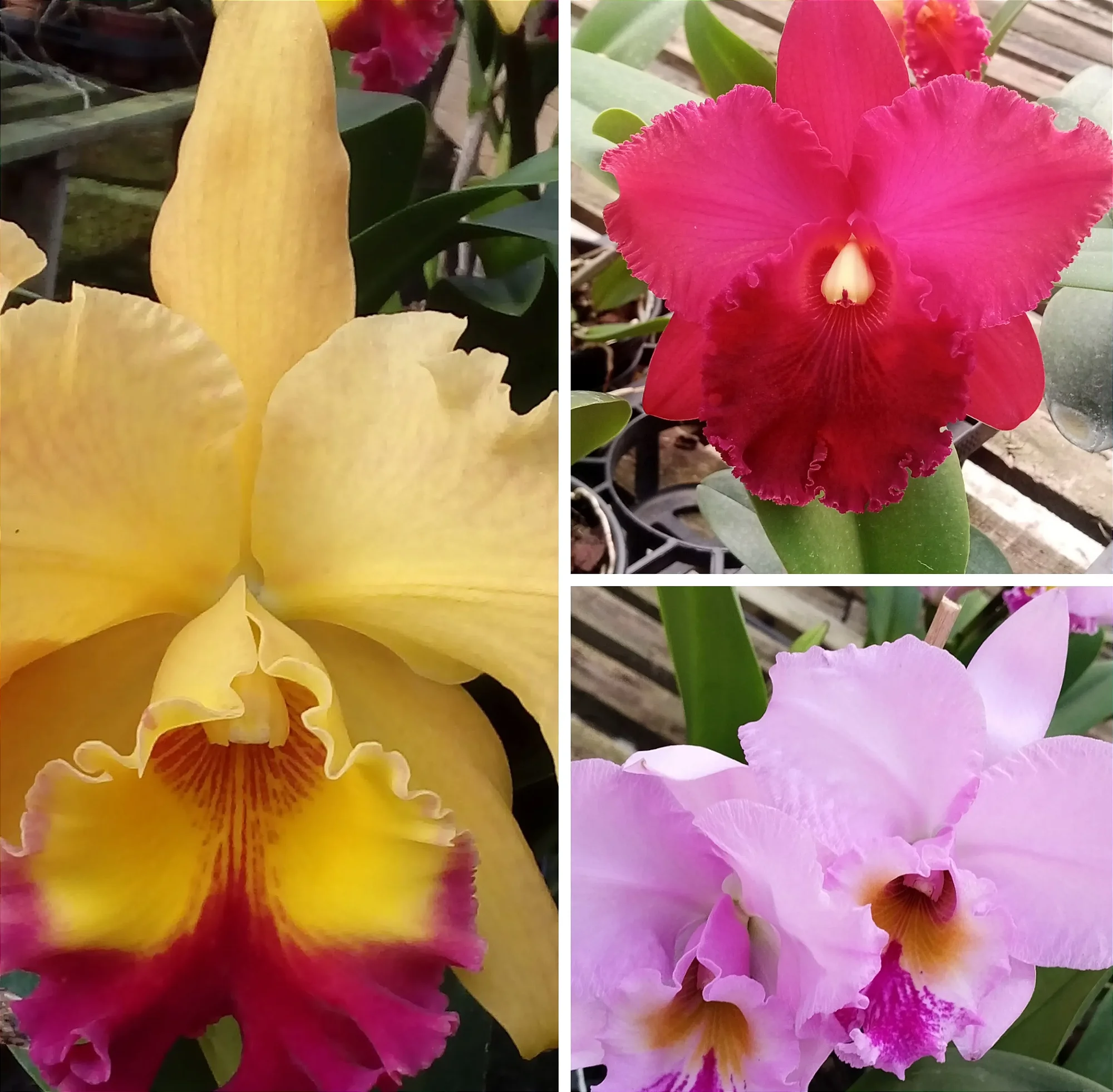 Kit de Catleyas - Blc. Mirian Suzuki Red Stone, Blc. Exotic Dream e Lc. Beatriz Kunning