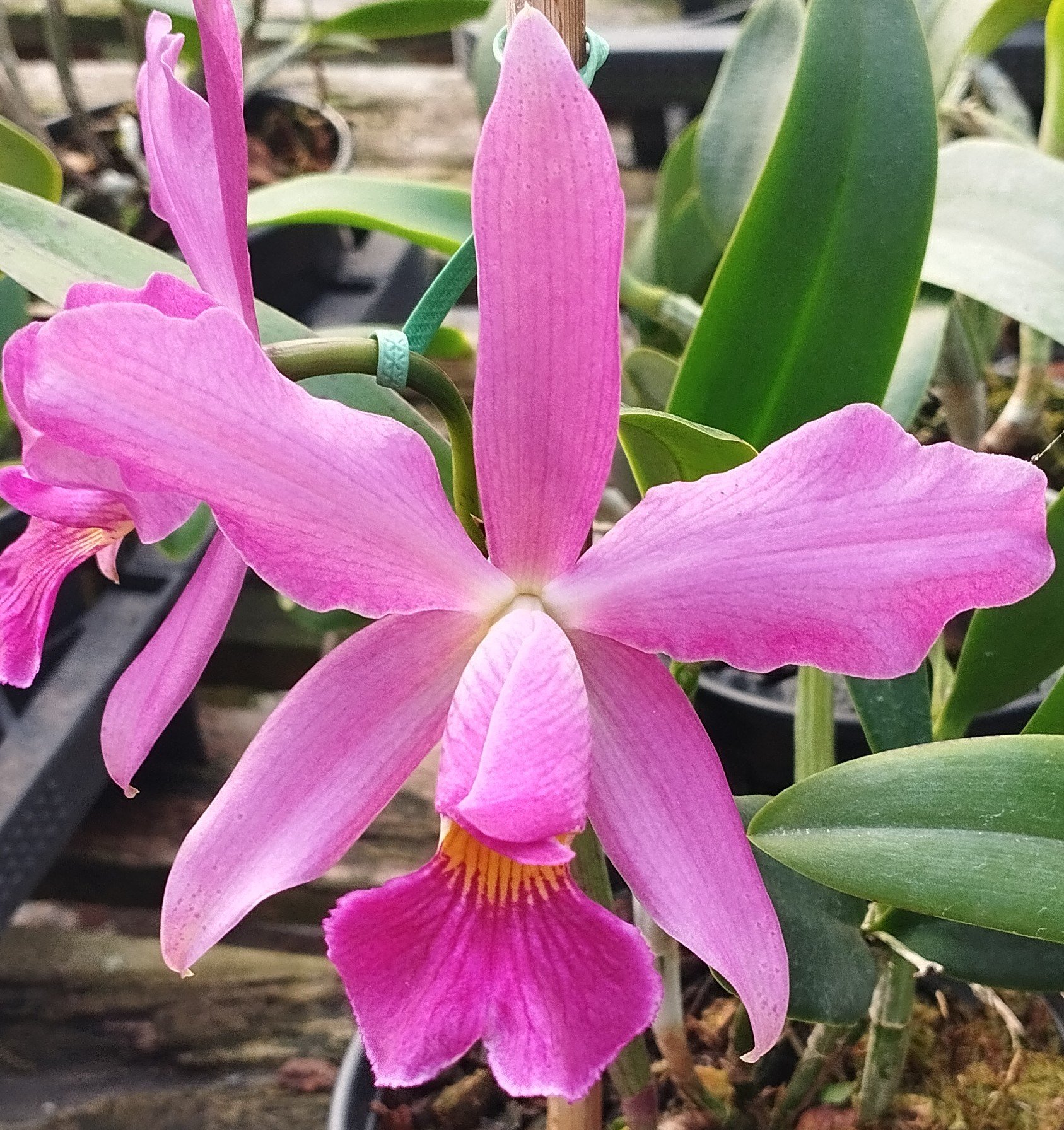 L. Praesteans tipo x C. Schilleriana tipo