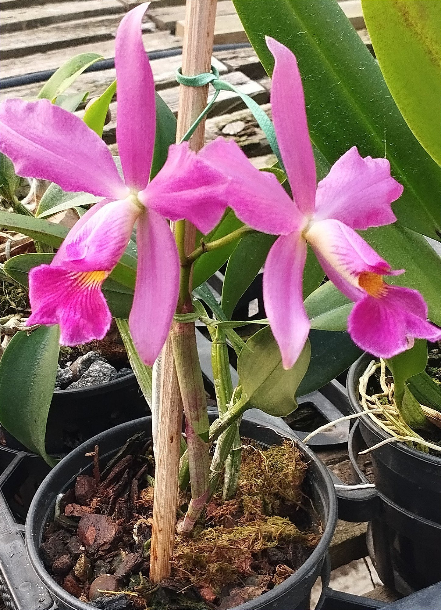 L. Praesteans tipo x C. Schilleriana tipo