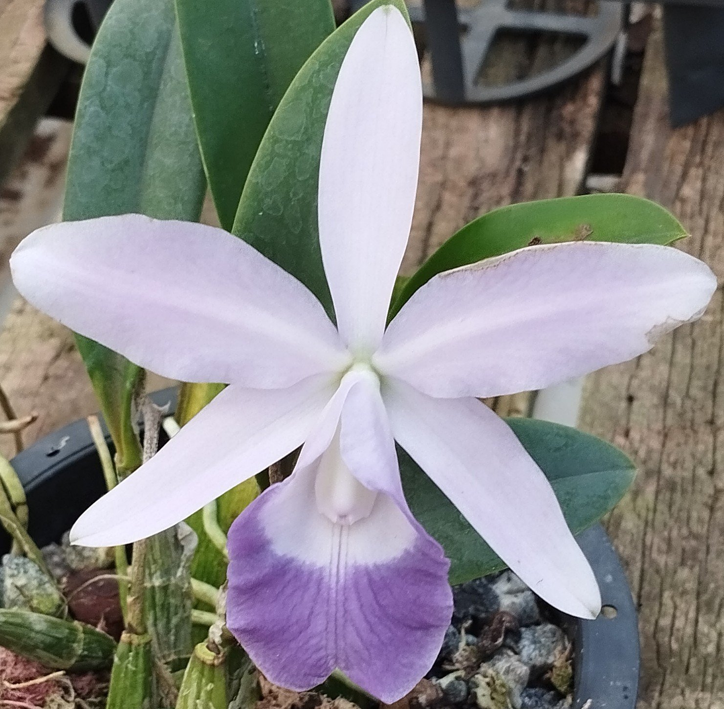 L. Pumila coerulea x C. Walkeriana coerulea