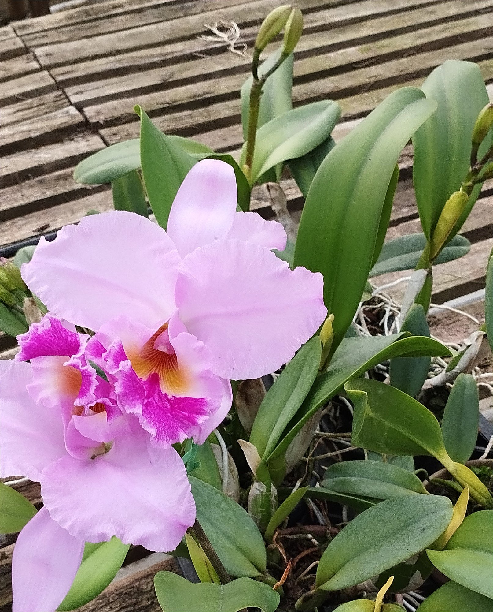 Lc. Beatriz Kunning