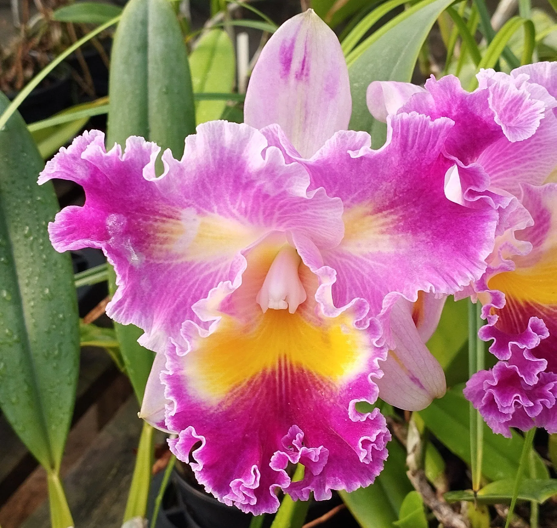 Lc. Colorama x Lc. Irene Finney