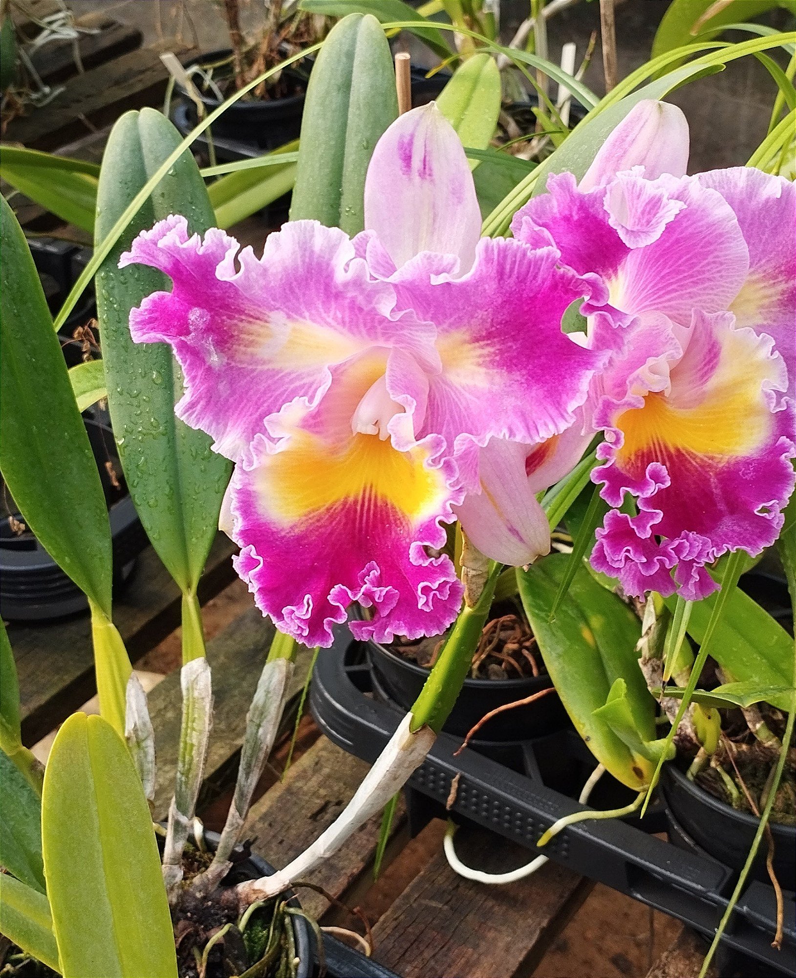 Lc. Colorama x Lc. Irene Finney