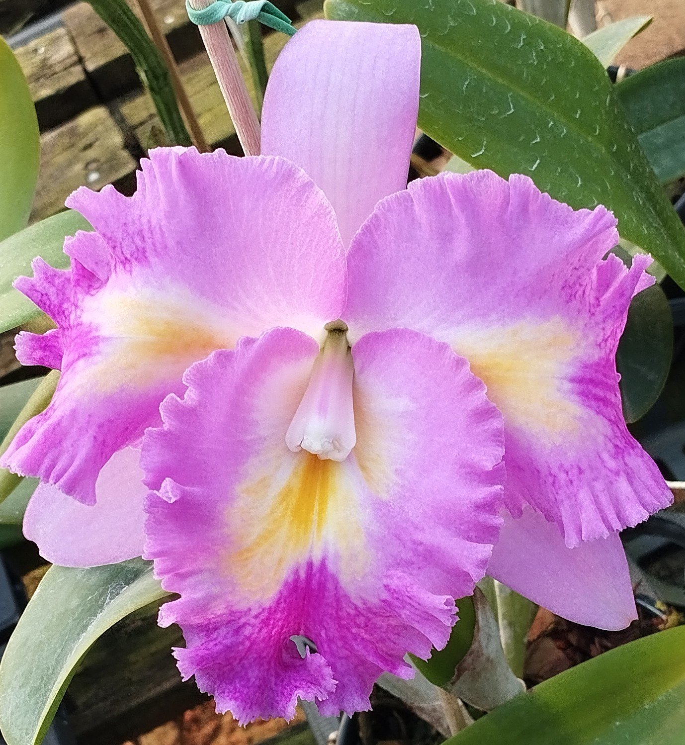 Lc. Platinum Sun