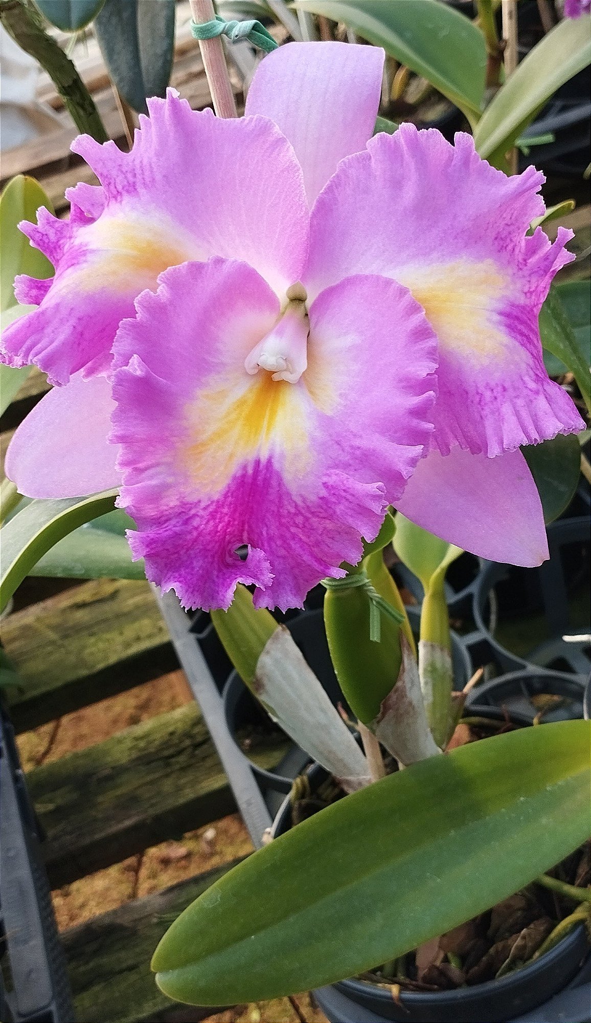 Lc. Platinum Sun