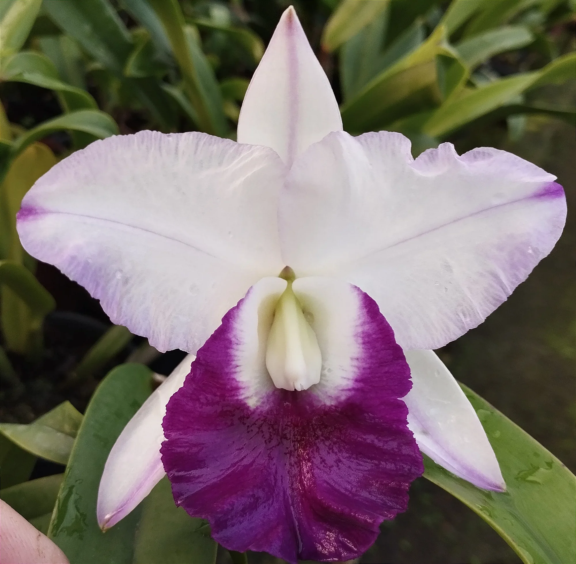 Lc. Robert's Strait Blue Hawaii