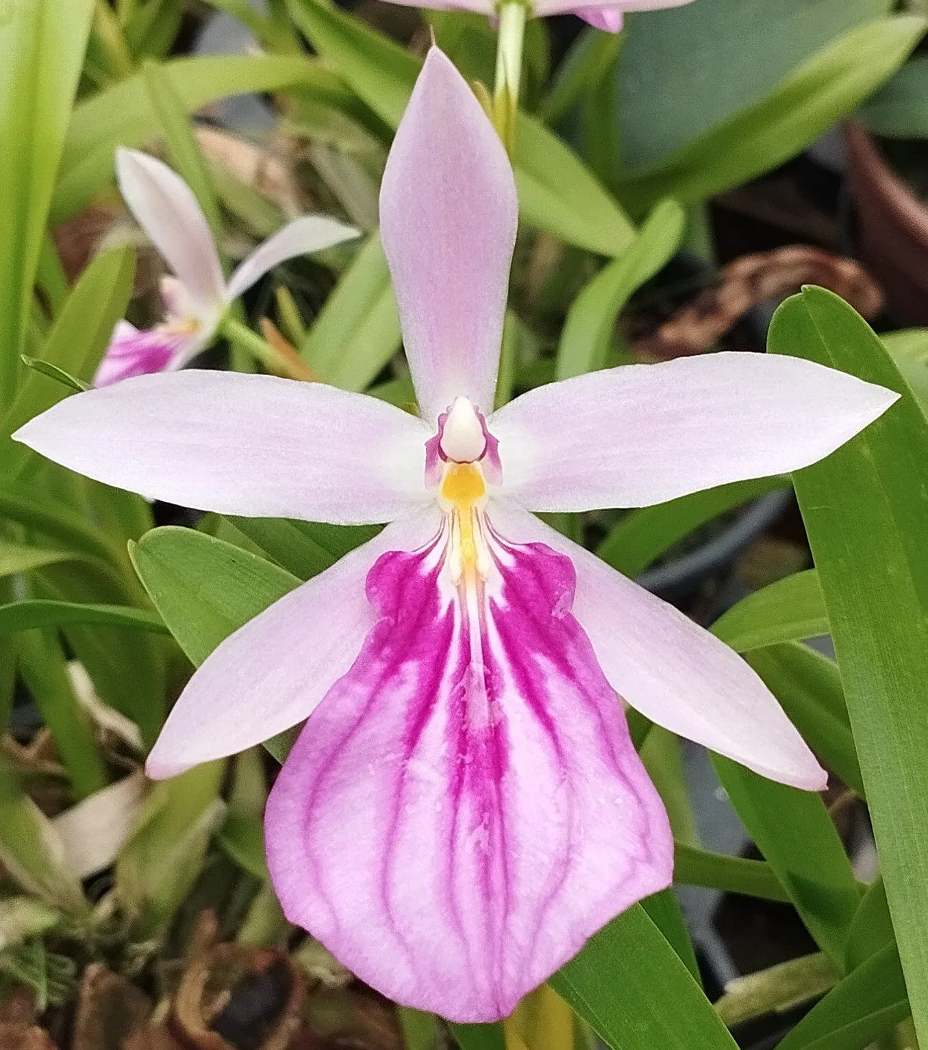 Miltônia Spectabilis