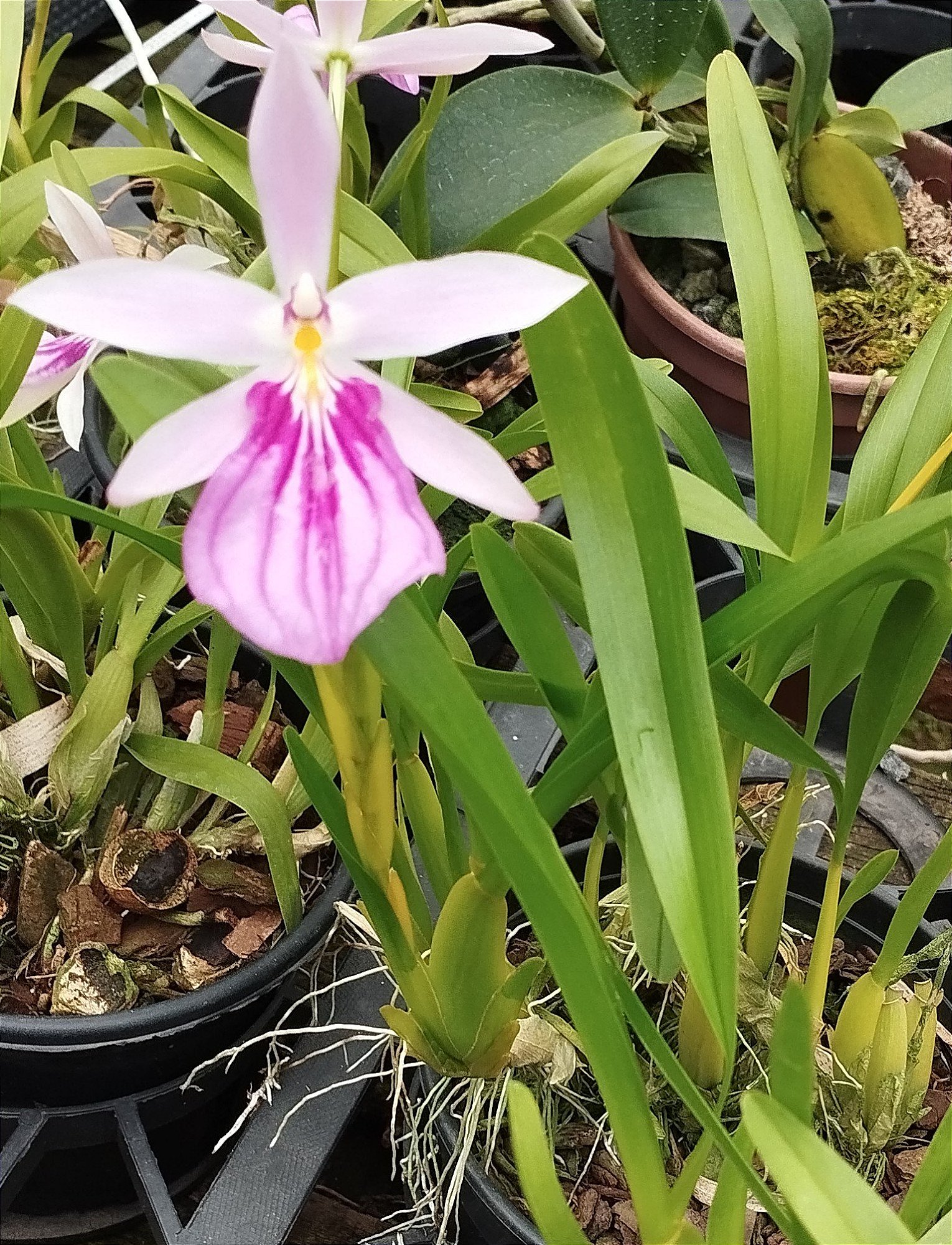 Miltônia Spectabilis