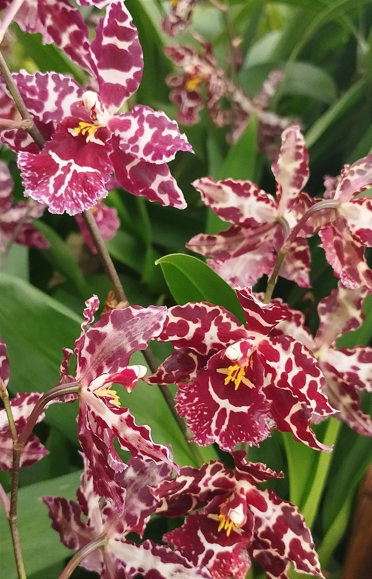 Oncidium Colmanara Vinho (mudas)