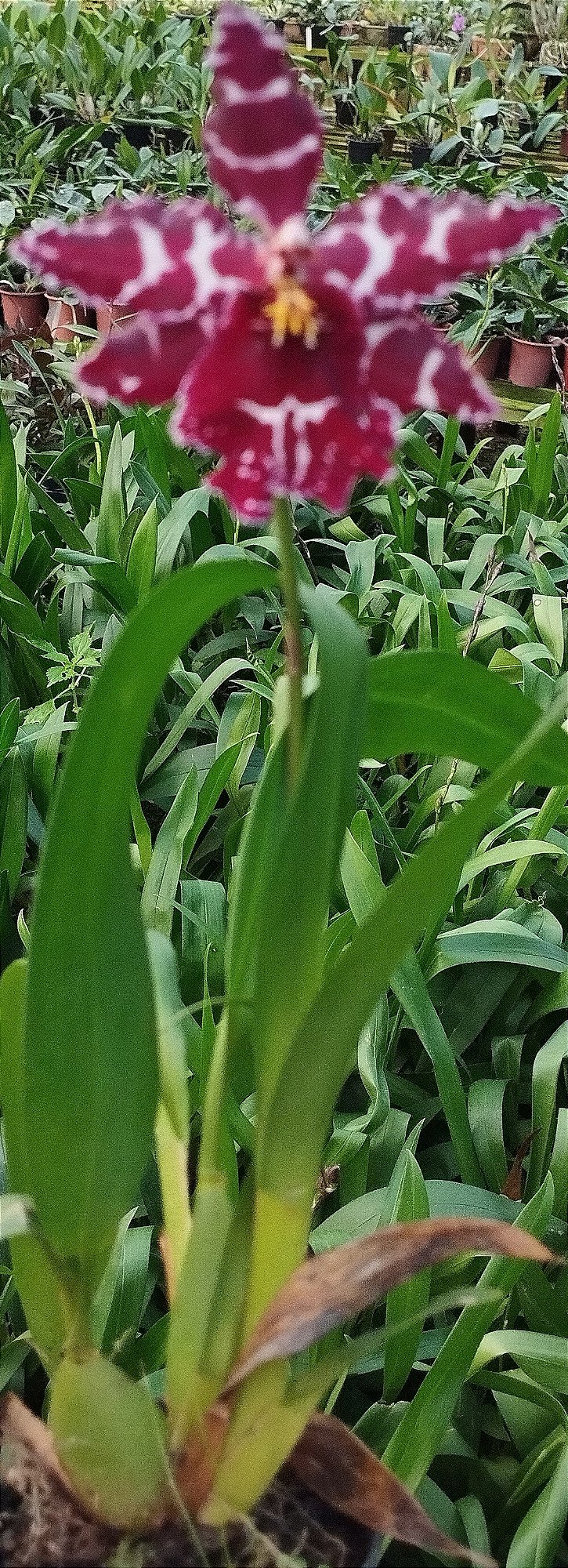 Oncidium Colmanara Vinho (mudas)