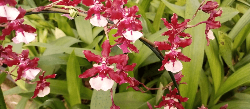 Oncidium Sherribaby (Chocolate)