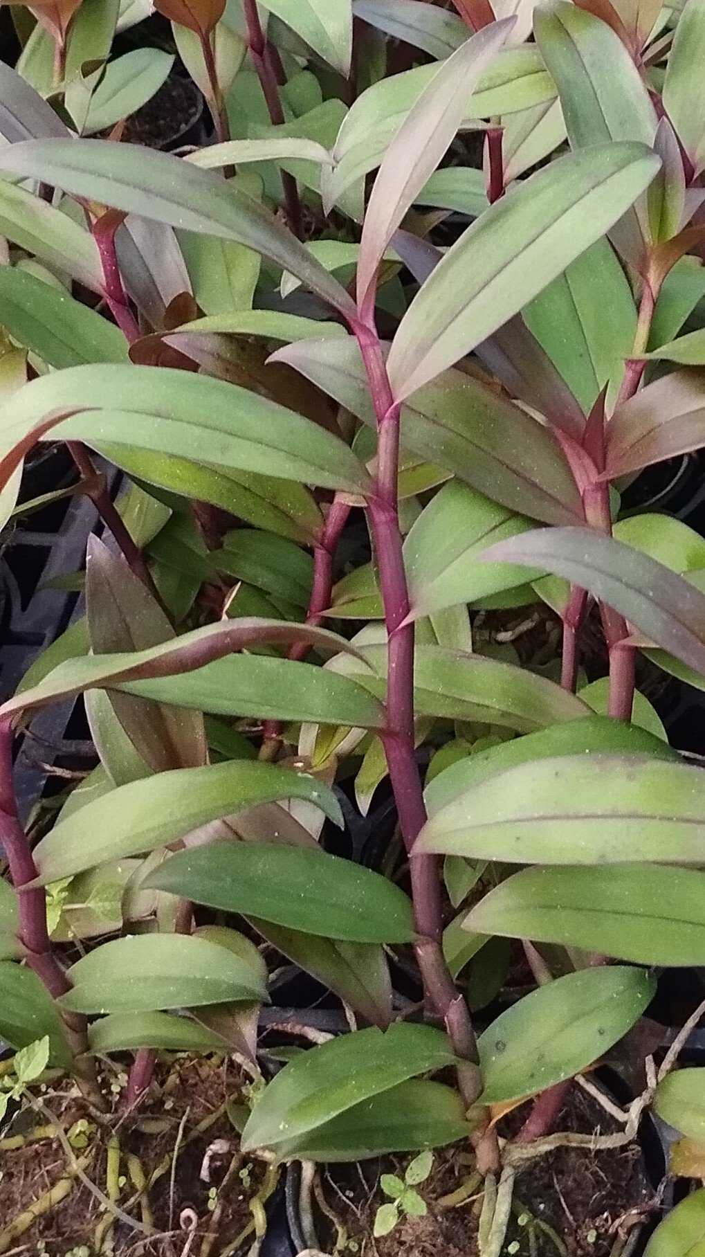 Epidendrum Melanoporphyreum Negro (mudas)