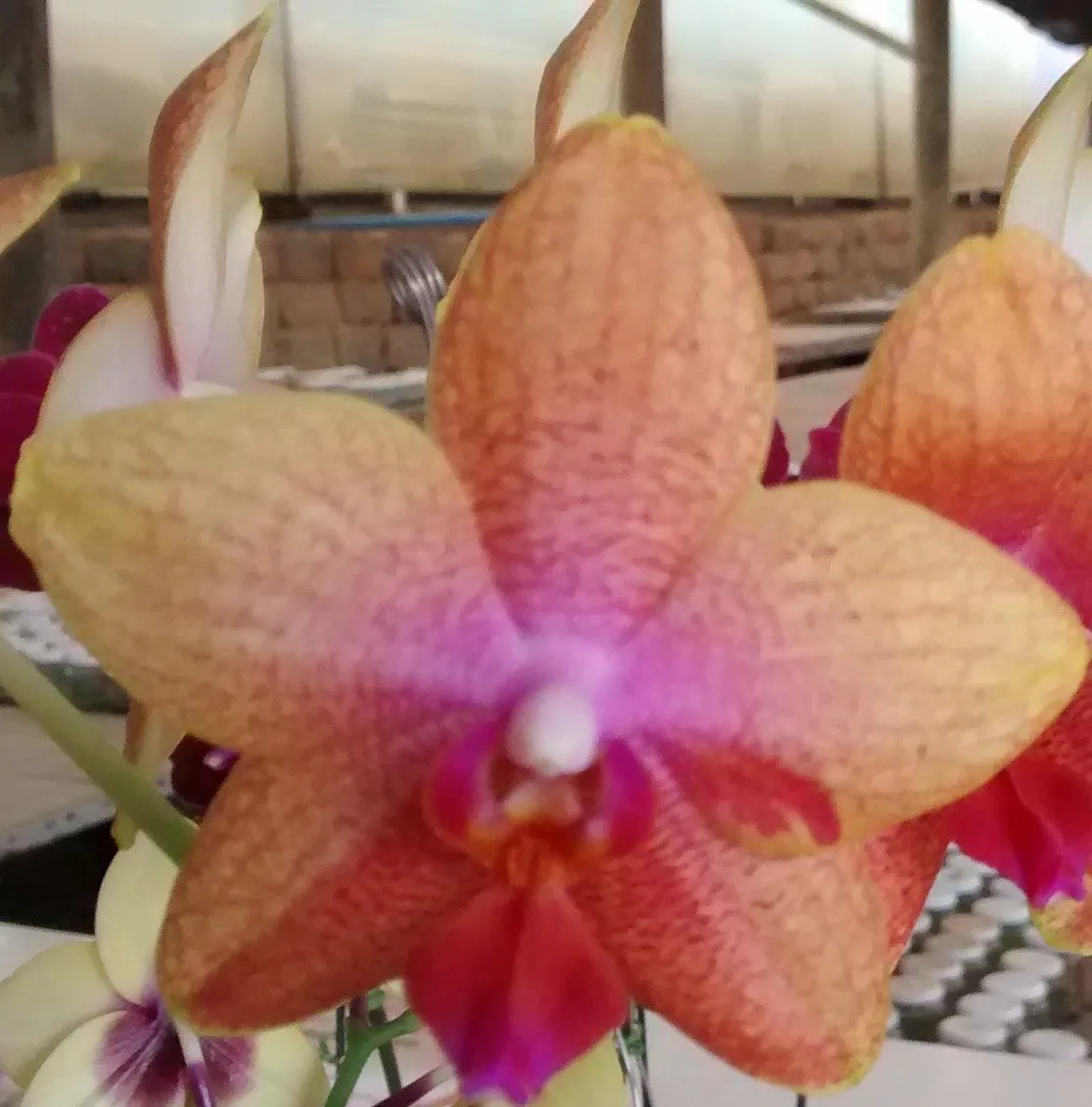 Phalaenopsis Amarelo Ouro