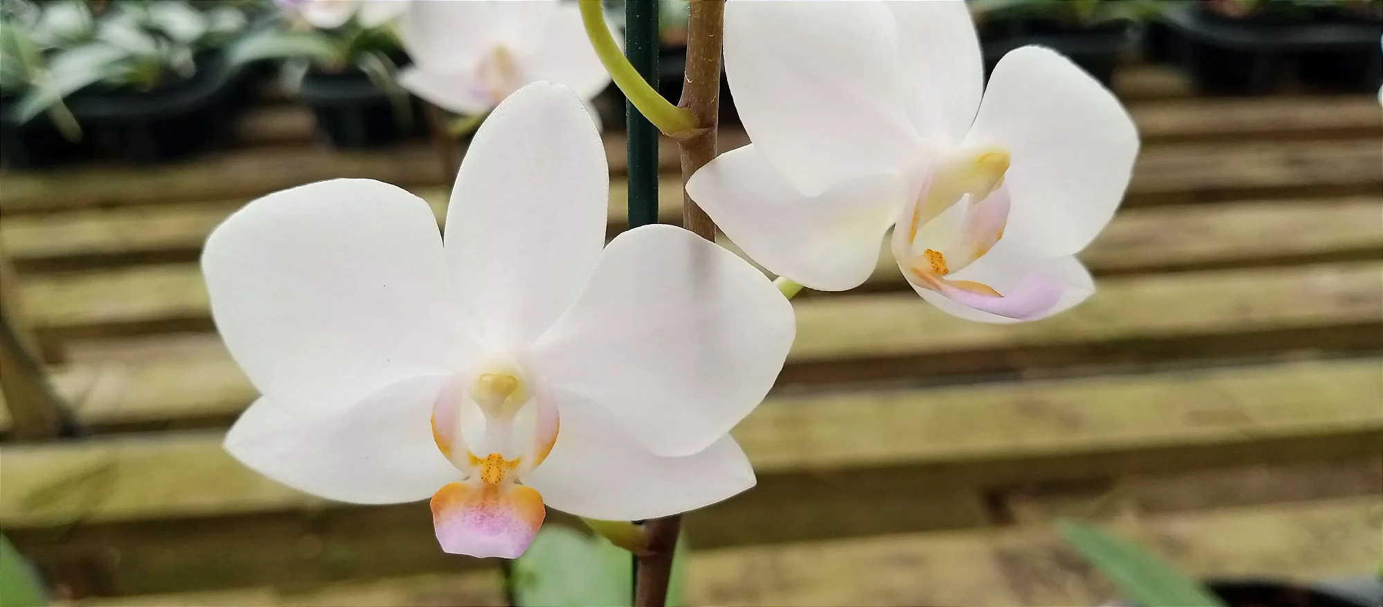 Doritaenopsis Alba