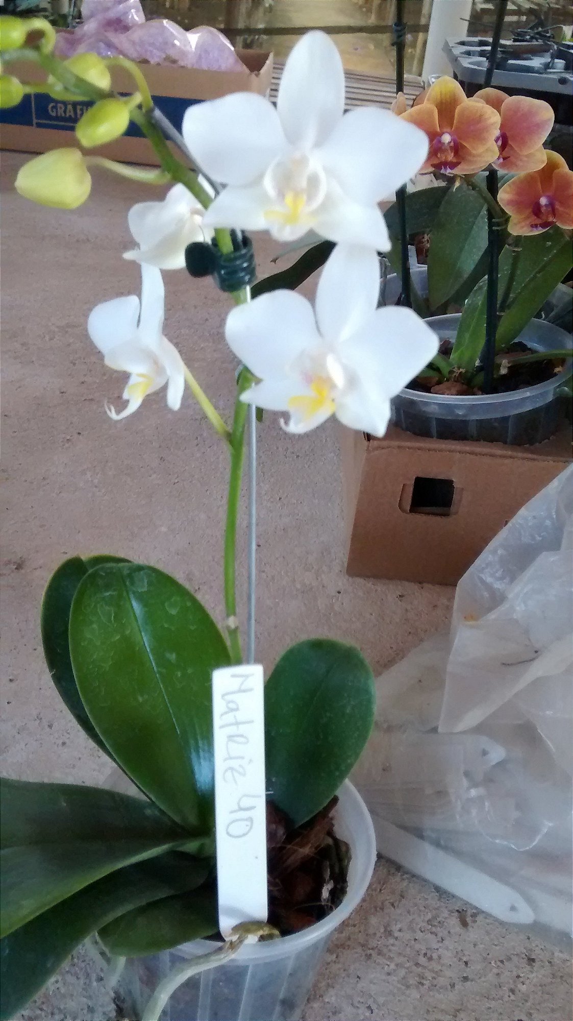 Phalaenopsis Matriz 40