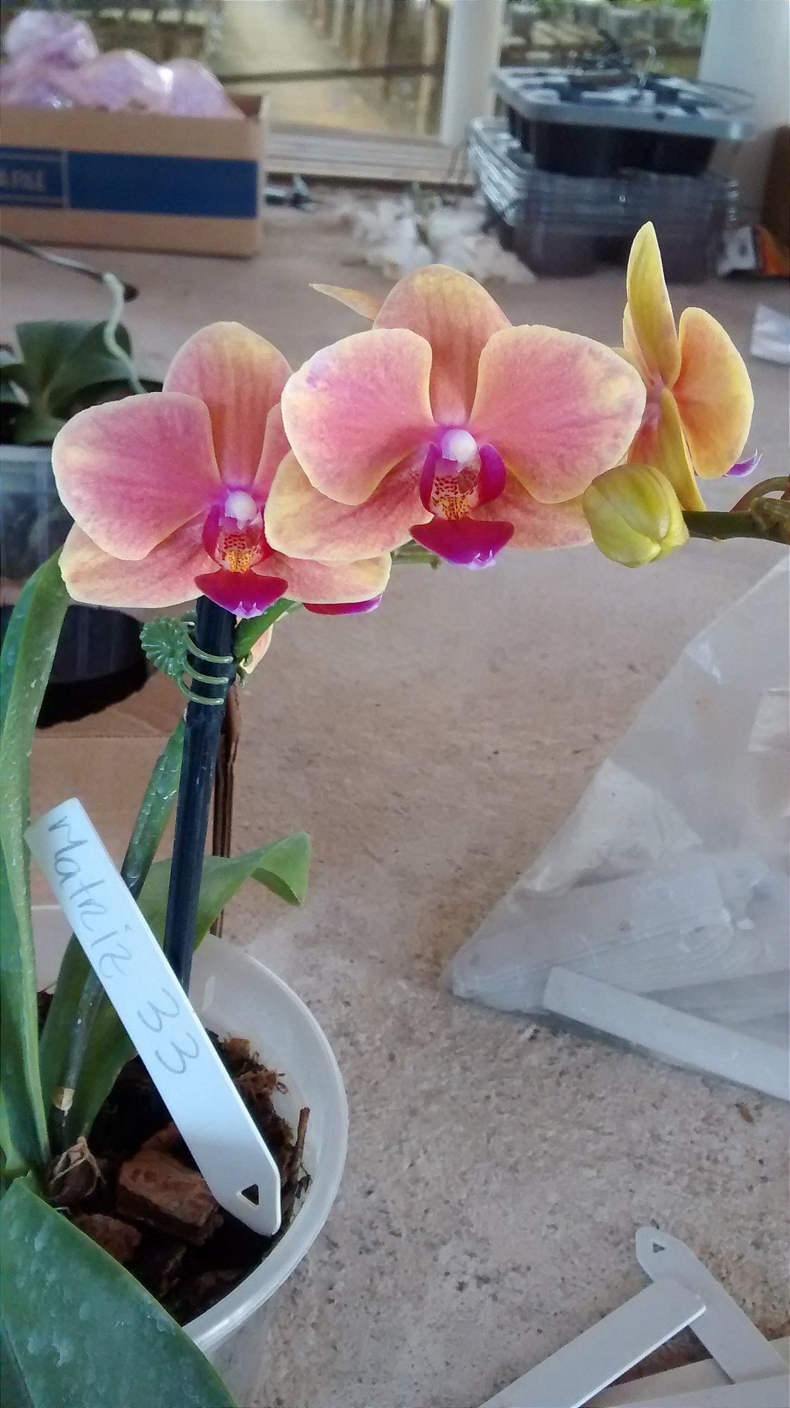 Phalaenopsis Matriz 33