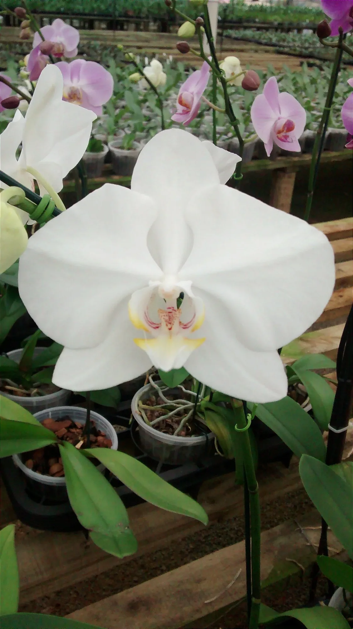Phalaenopsis Alba