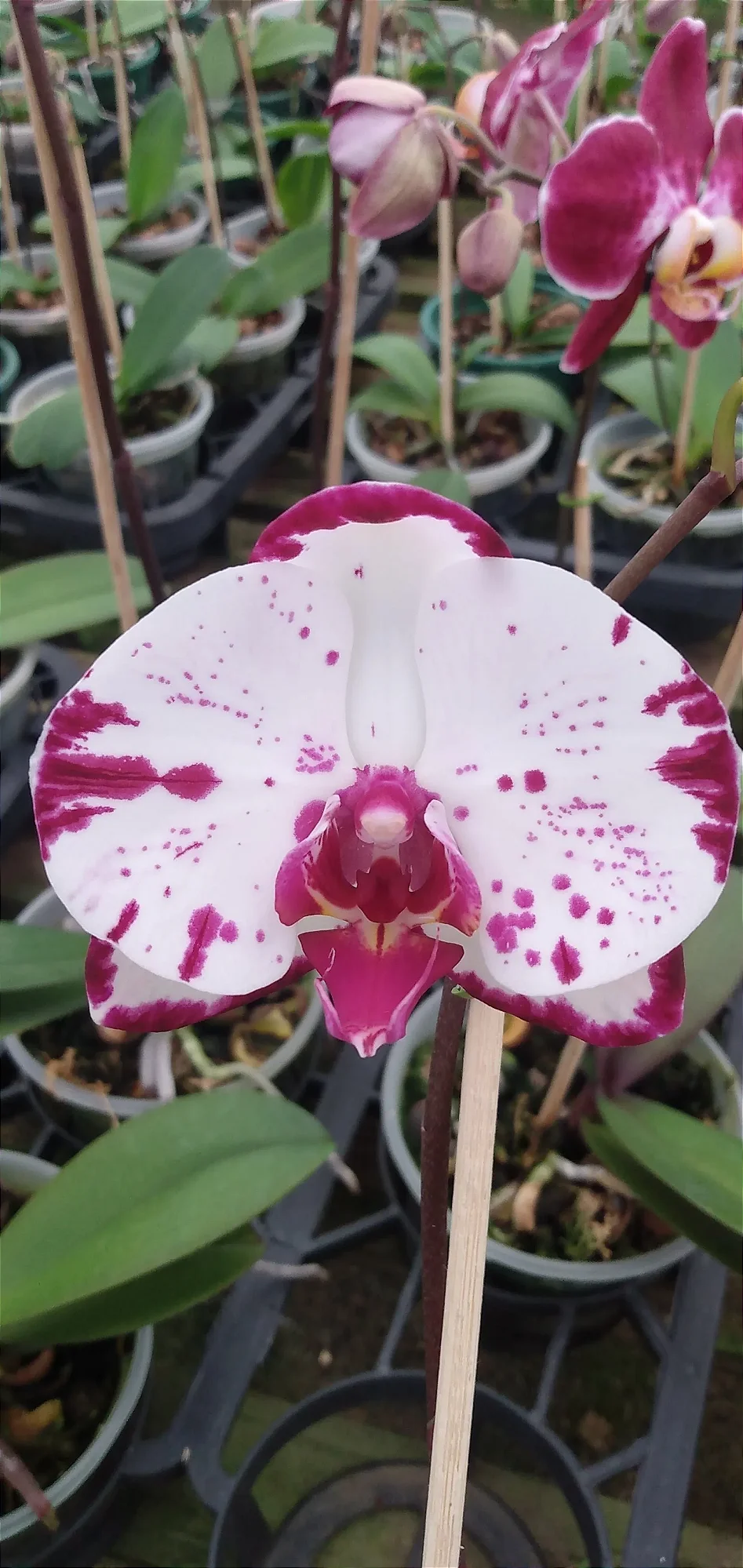 Phalaenopsis José