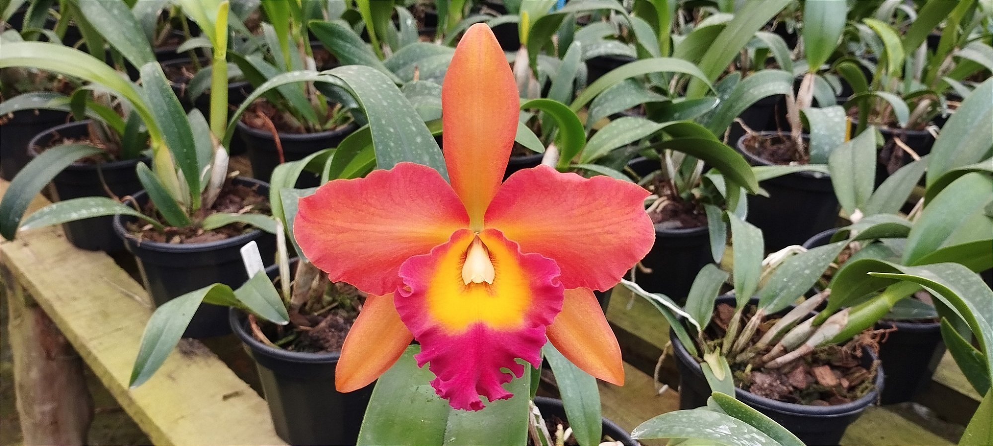Pot. Helga Margareth Gray