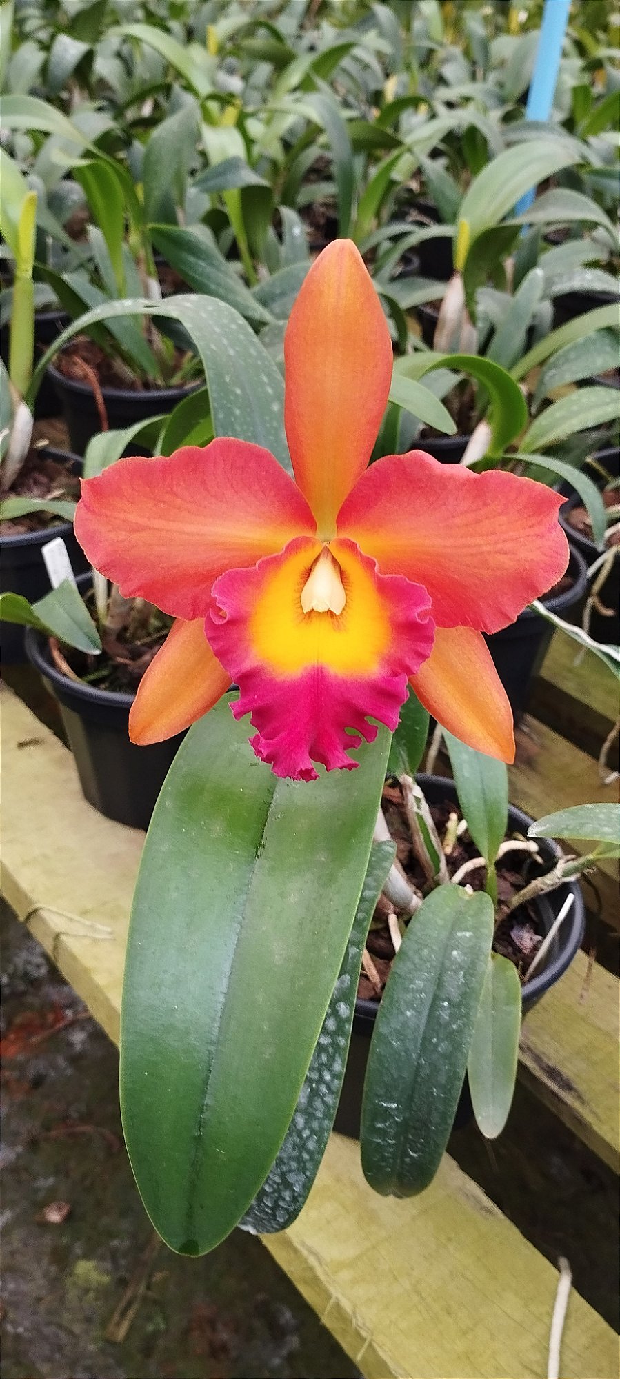 Pot. Helga Margareth Gray