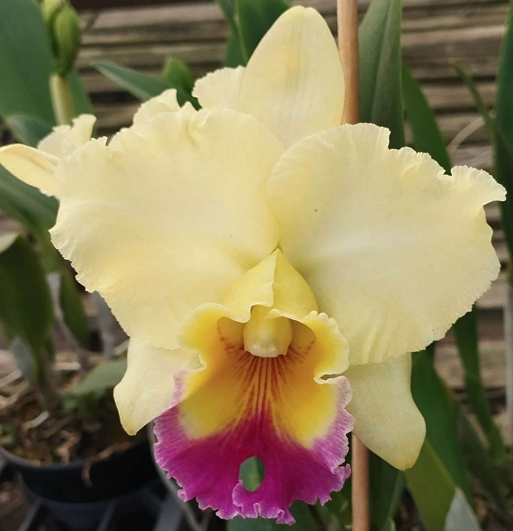 Blc. Goldenzelle Taida