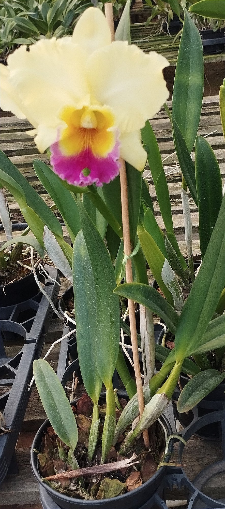 Blc. Goldenzelle Taida