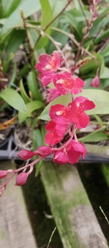 Rodriguezia lanceolata