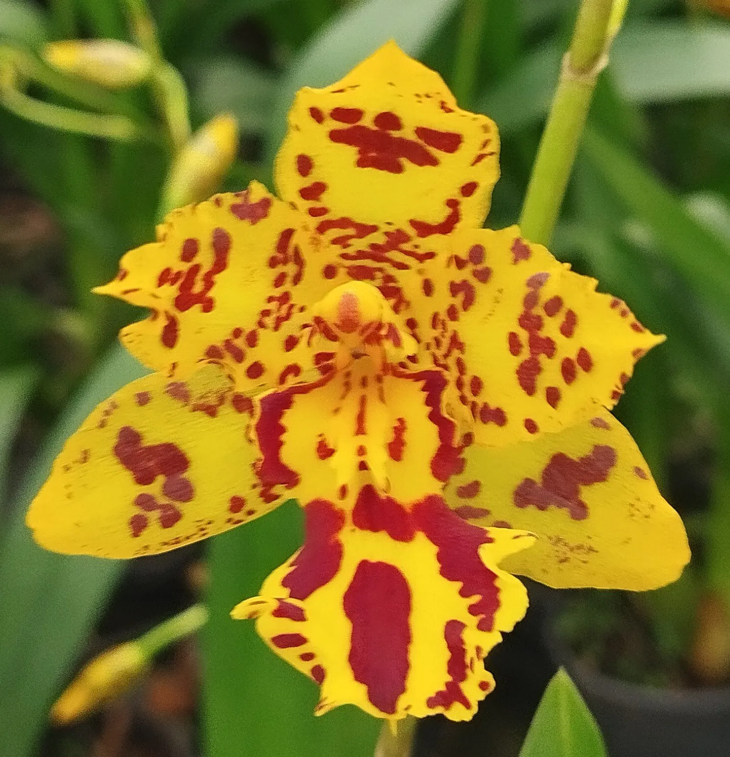 Oncidium Colmanara Amarela (mudas)