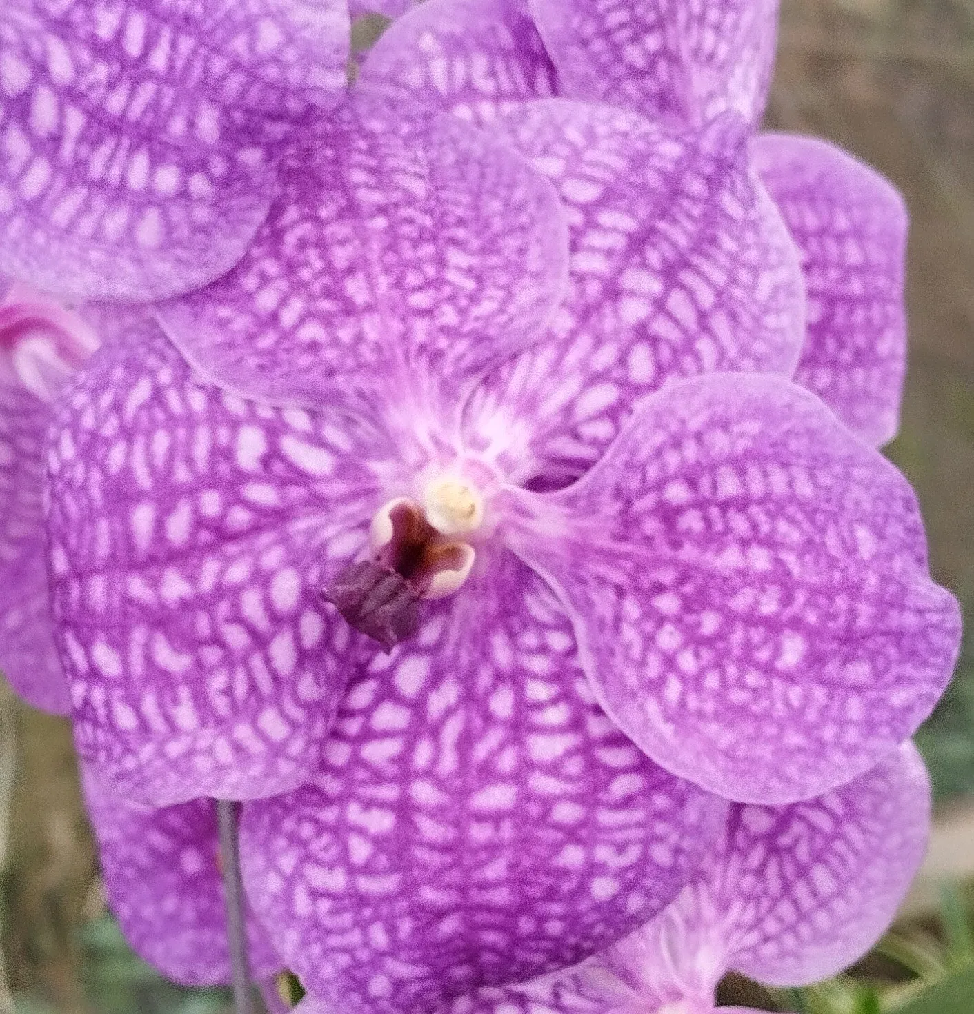 Vanda Roxo claro
