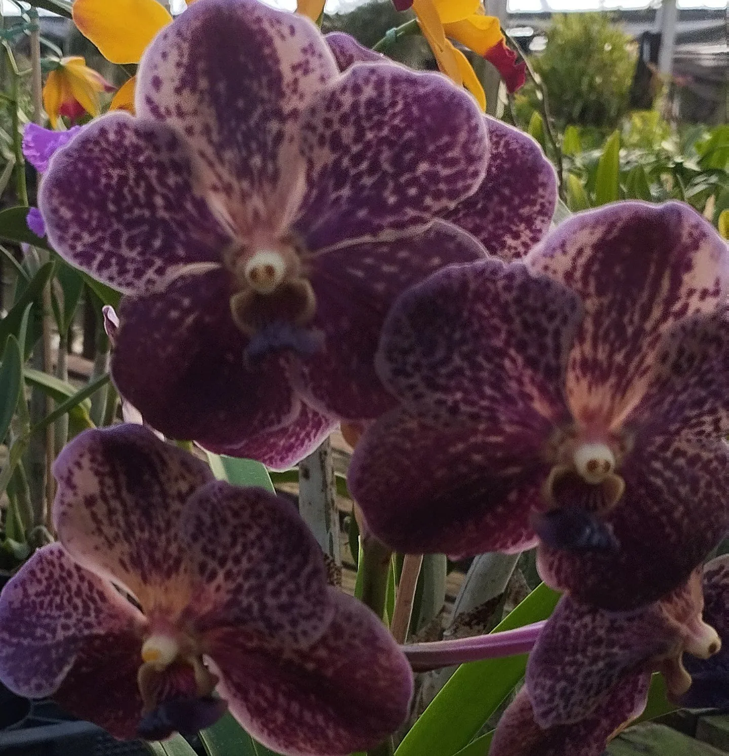 Vanda Chocolate Brown