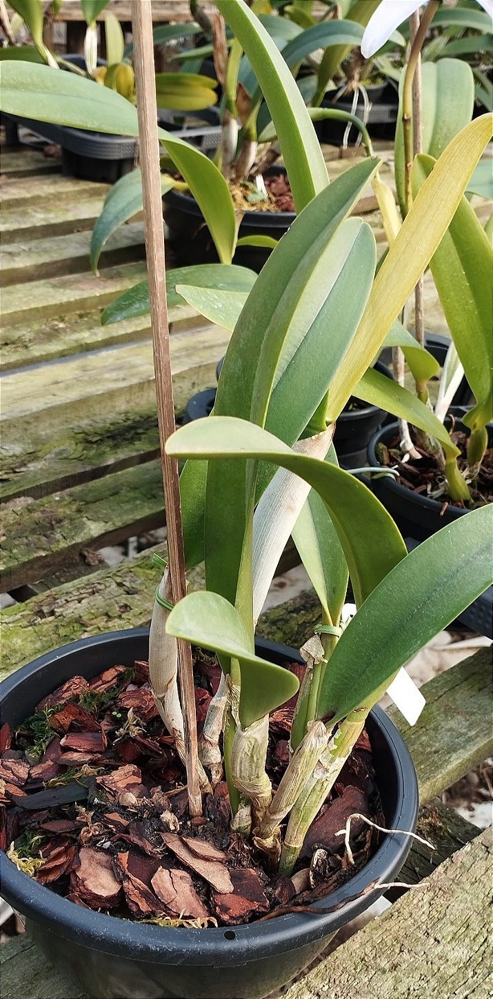 Rlc. Golf Green Hair Pig