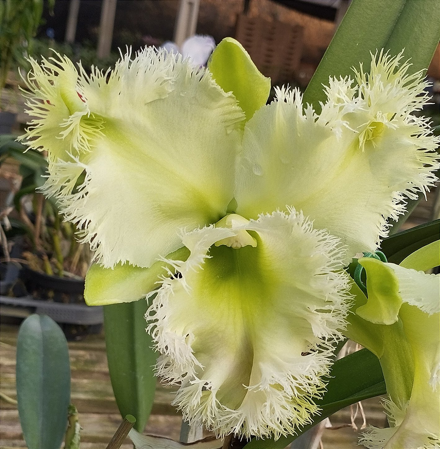 Rlc. Golf Green Hair Pig