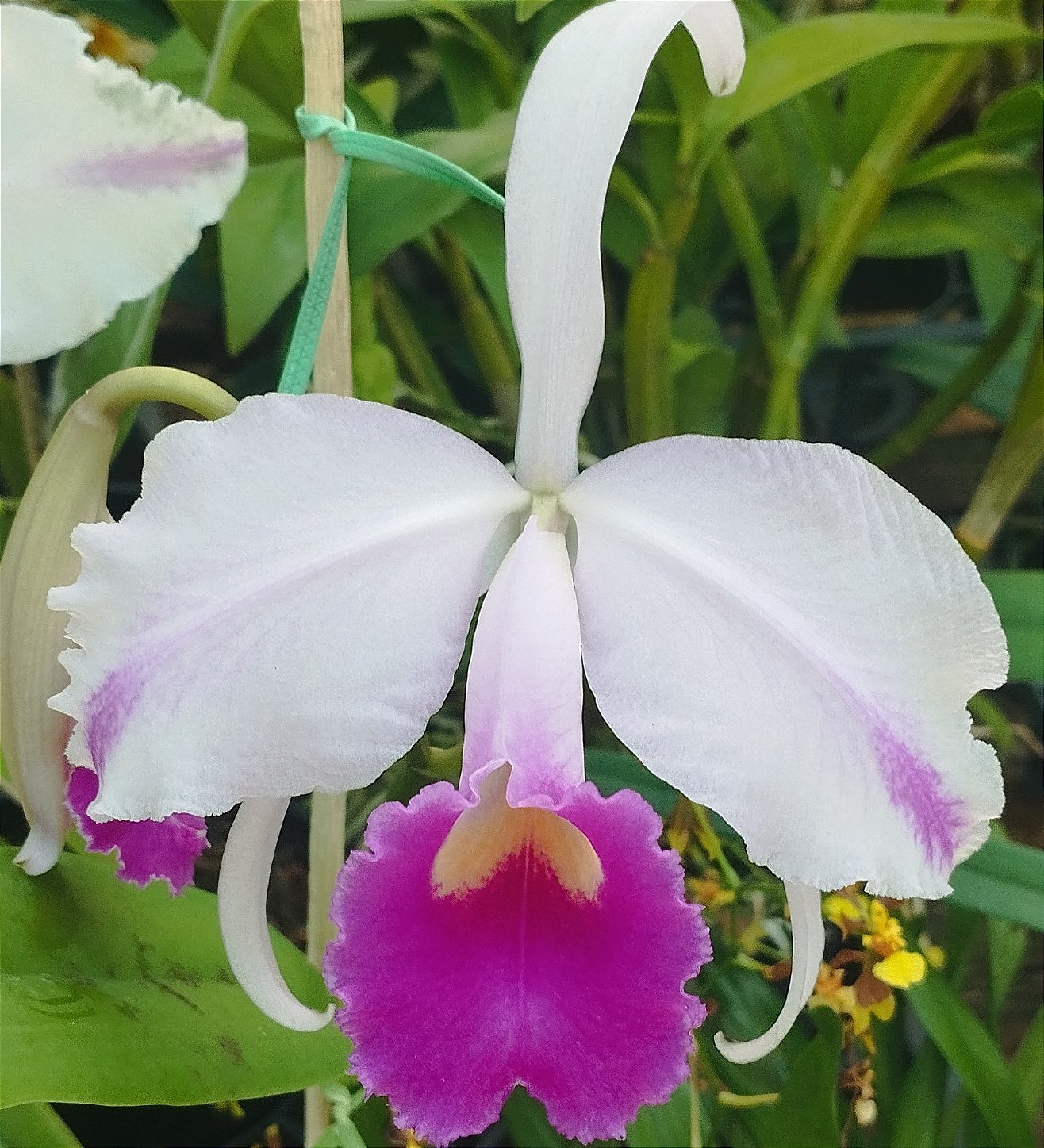 C. Trianae Flâmea Joãozinho x C. Trianae Flâmea Heitor (cód. 26)