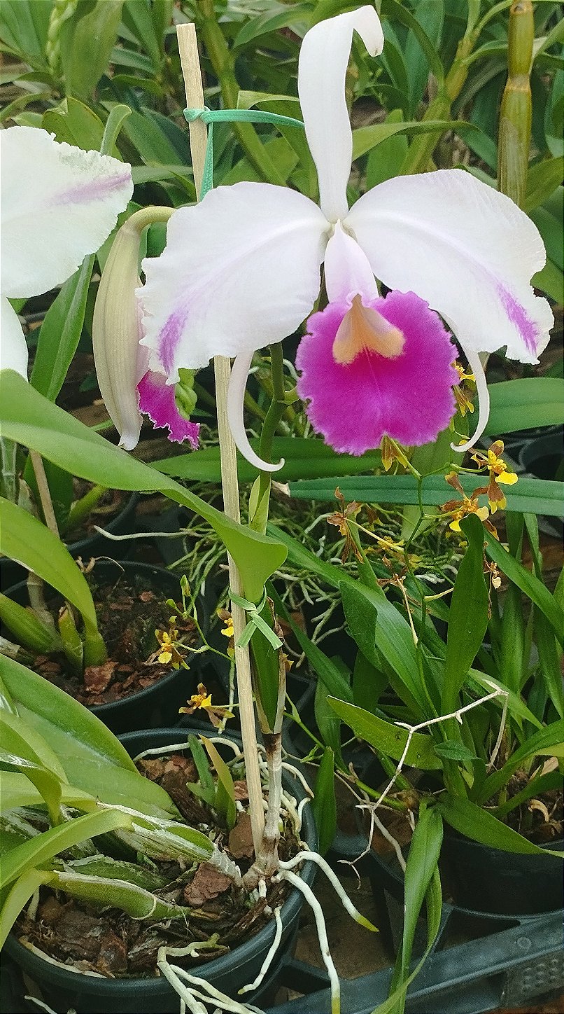 C. Trianae Flâmea Joãozinho x C. Trianae Flâmea Heitor (cód. 26)