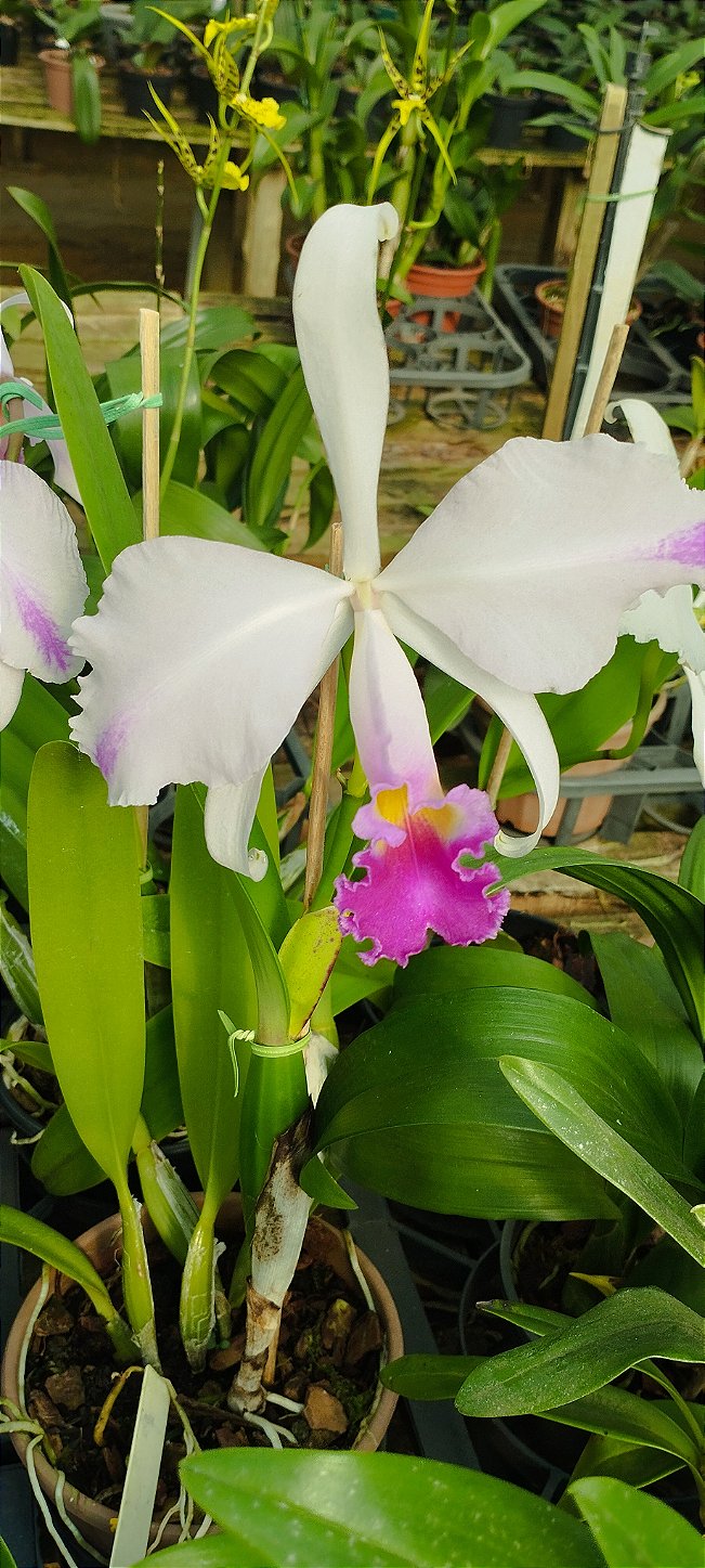 C. Trianae Flâmea Joãozinho x C. Trianae Flâmea Heitor (cód.28)