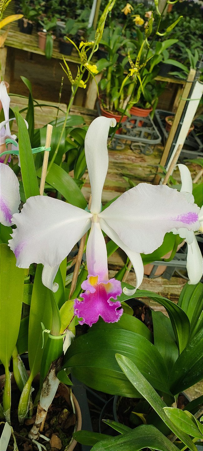 C. Trianae Flâmea Joãozinho x C. Trianae Flâmea Heitor (cód.28)