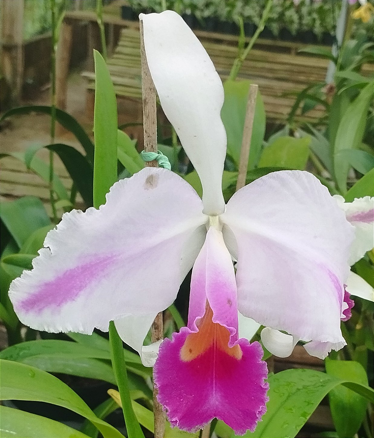 C. Trianae Flâmea Joãozinho x C. Trianae Flâmea Heitor