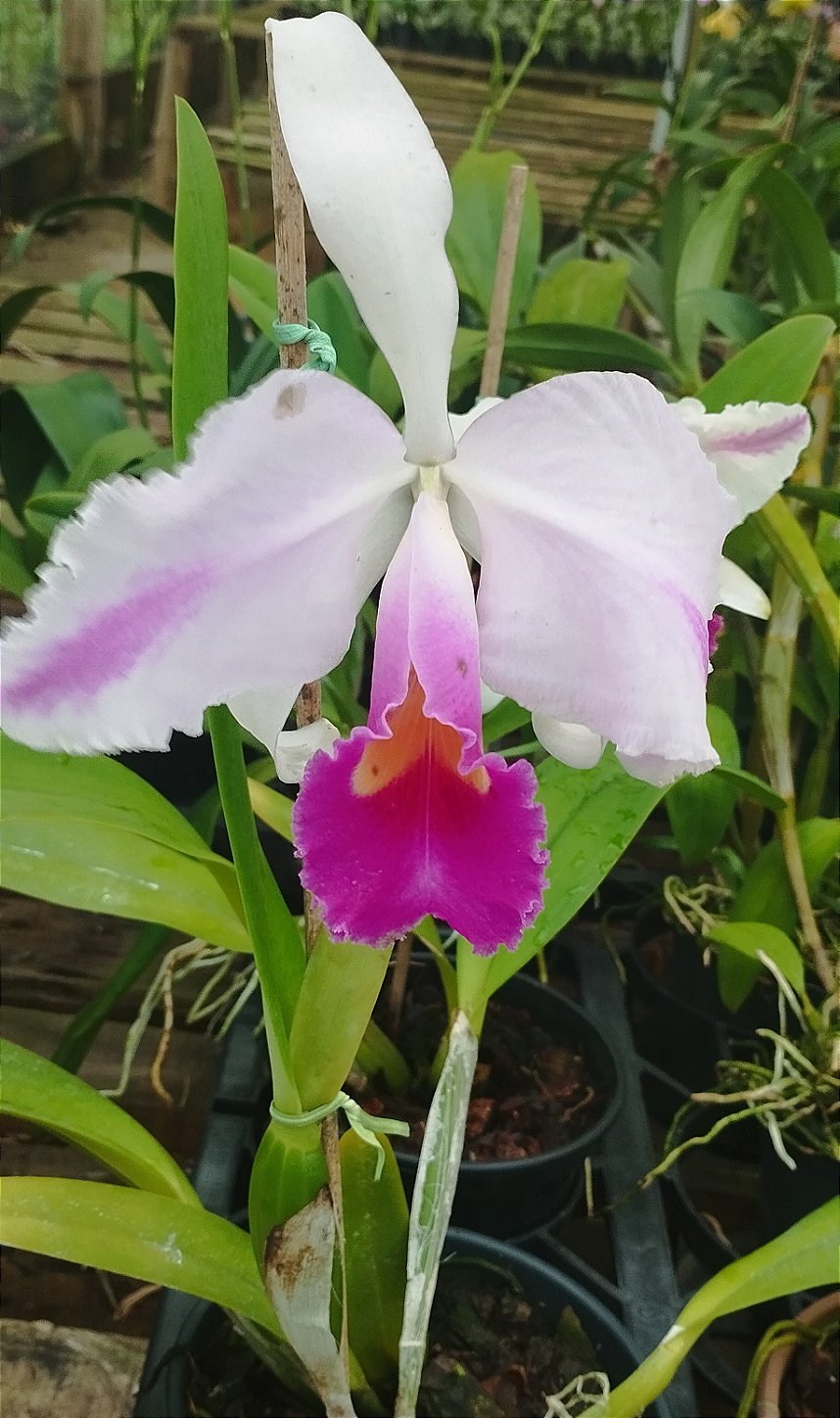 C. Trianae Flâmea Joãozinho x C. Trianae Flâmea Heitor