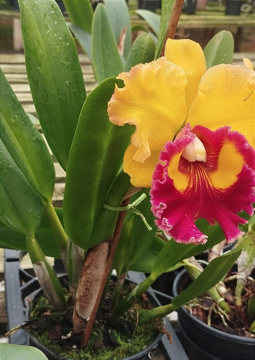 Blc. Asia Sunlight Esplendor