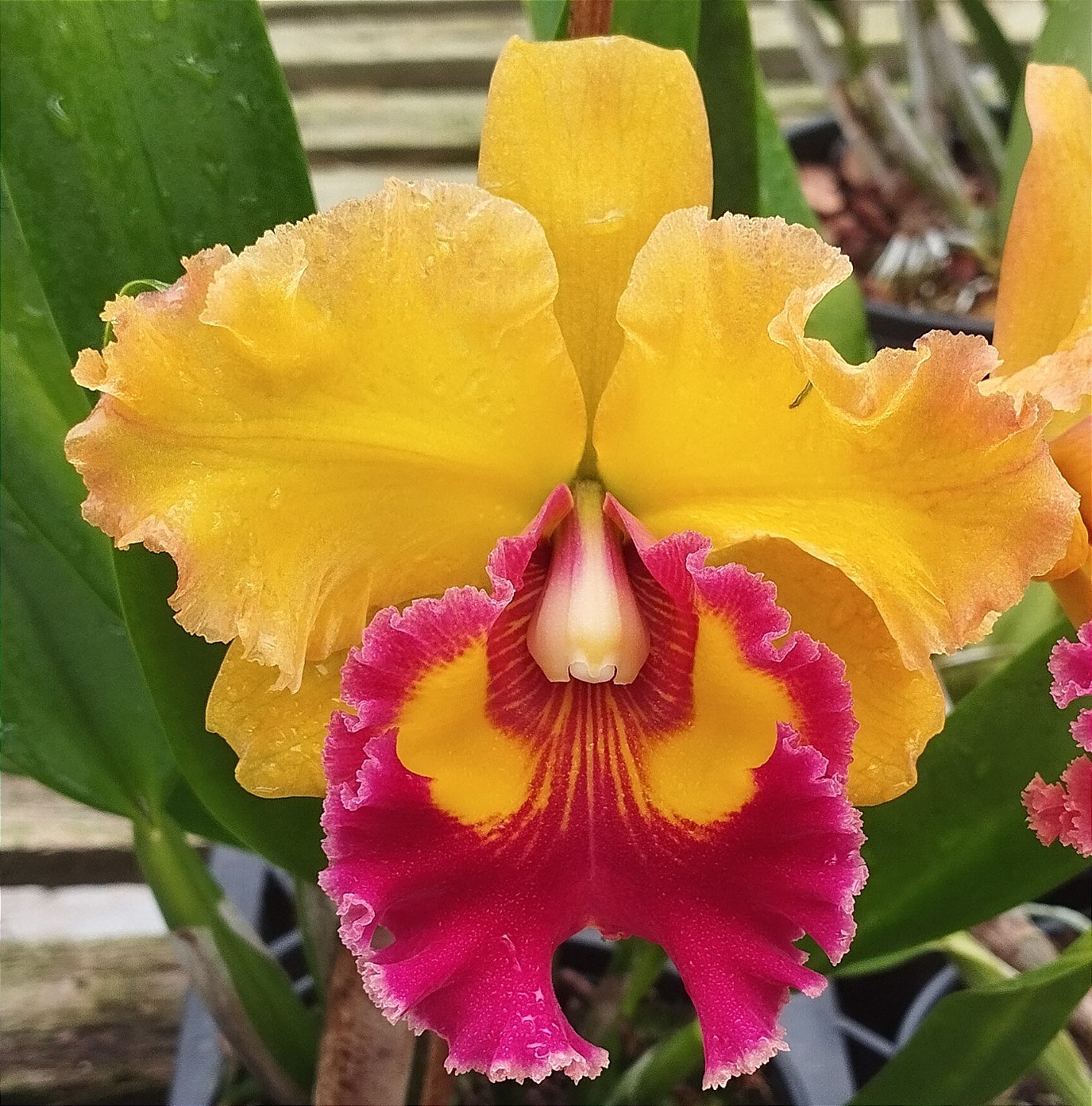 Blc. Asia Sunlight Esplendor