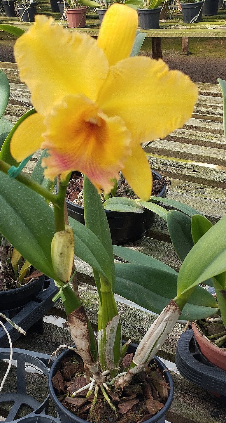 Blc. Júlia Guimarães