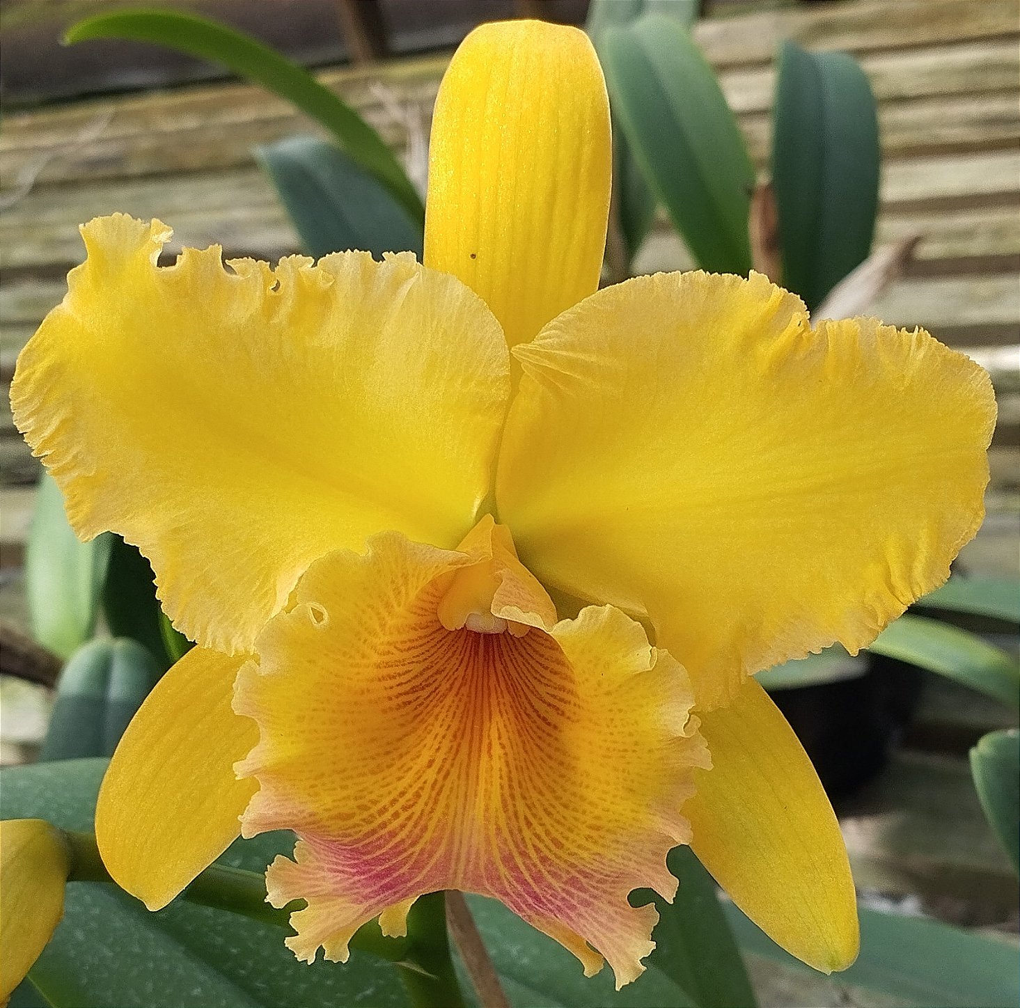 Blc. Júlia Guimarães