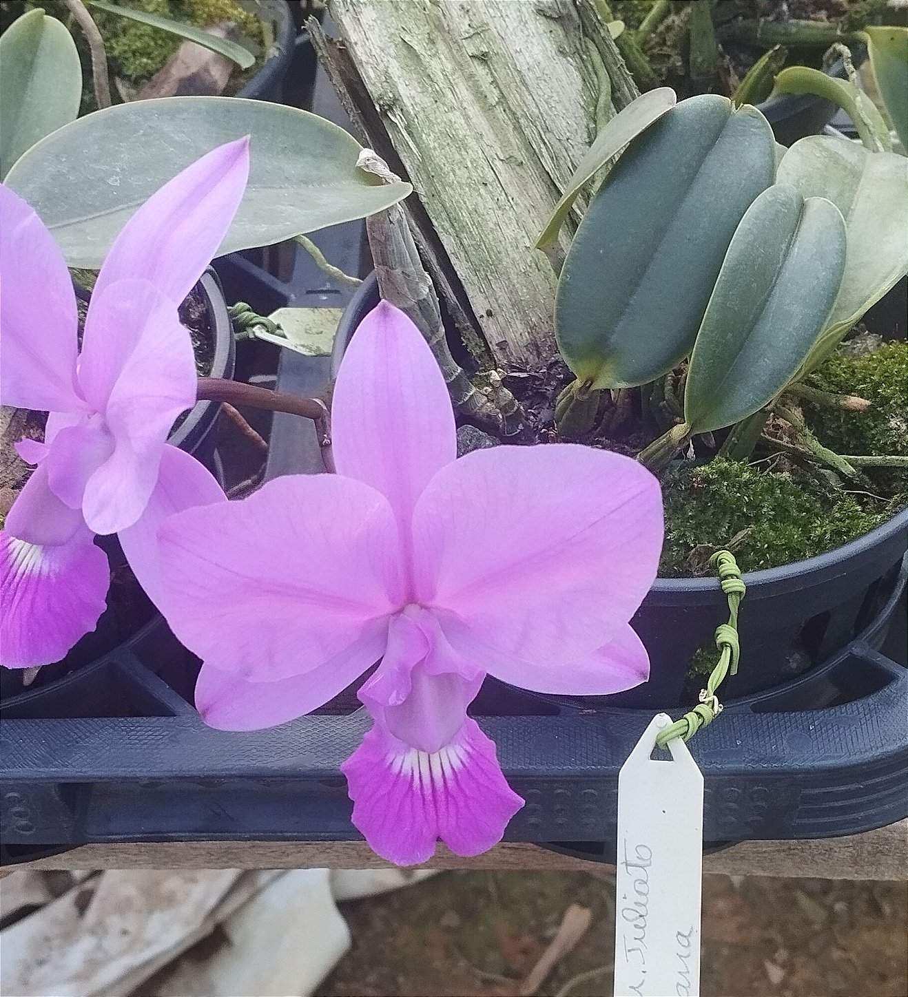 C. Walkeriana Miriam Juliato x C. Walkeriana Raquel Soberana