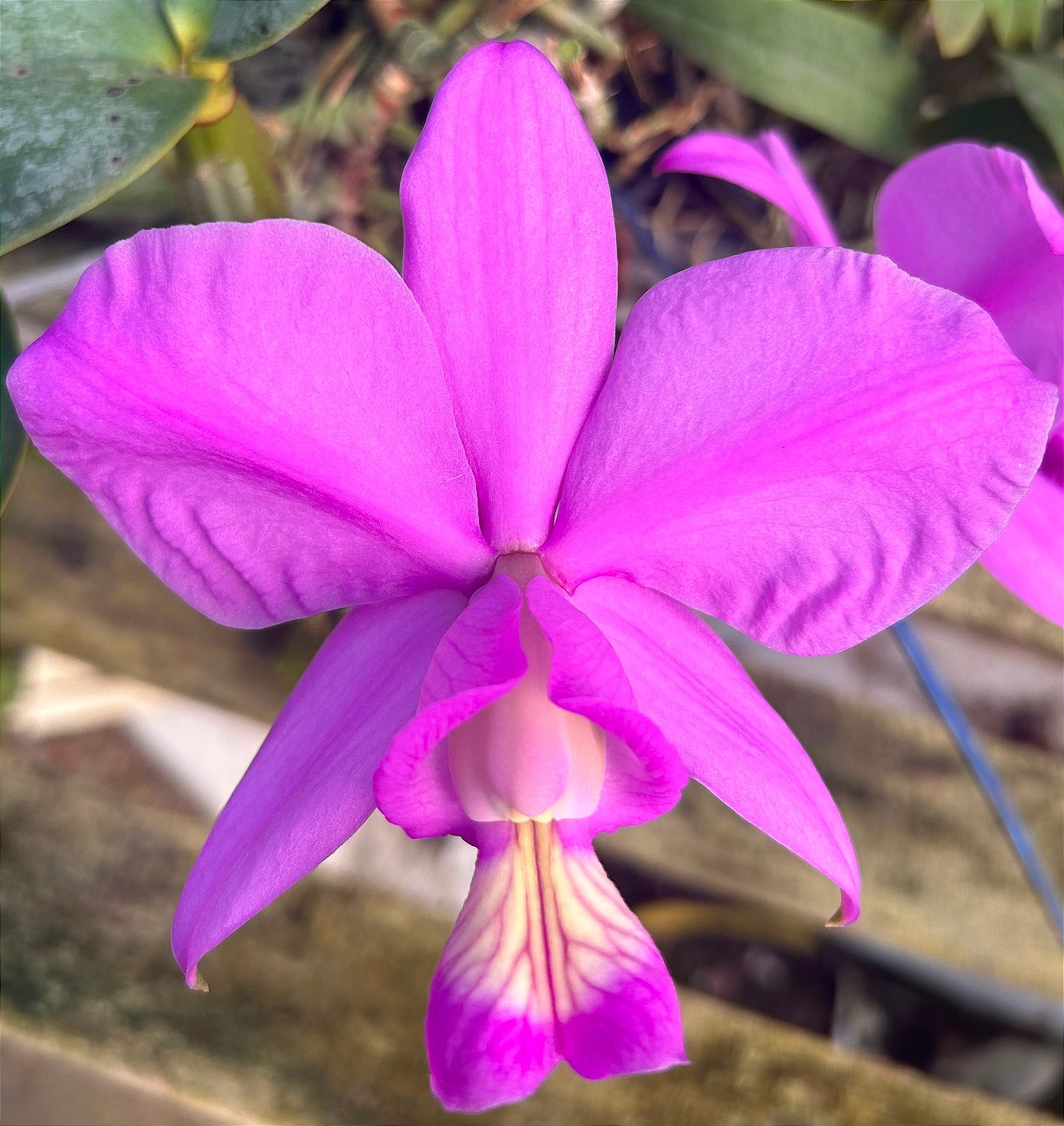 C. Nobilor Dom Rafael x C. Nobilor Rubra Ludoriva