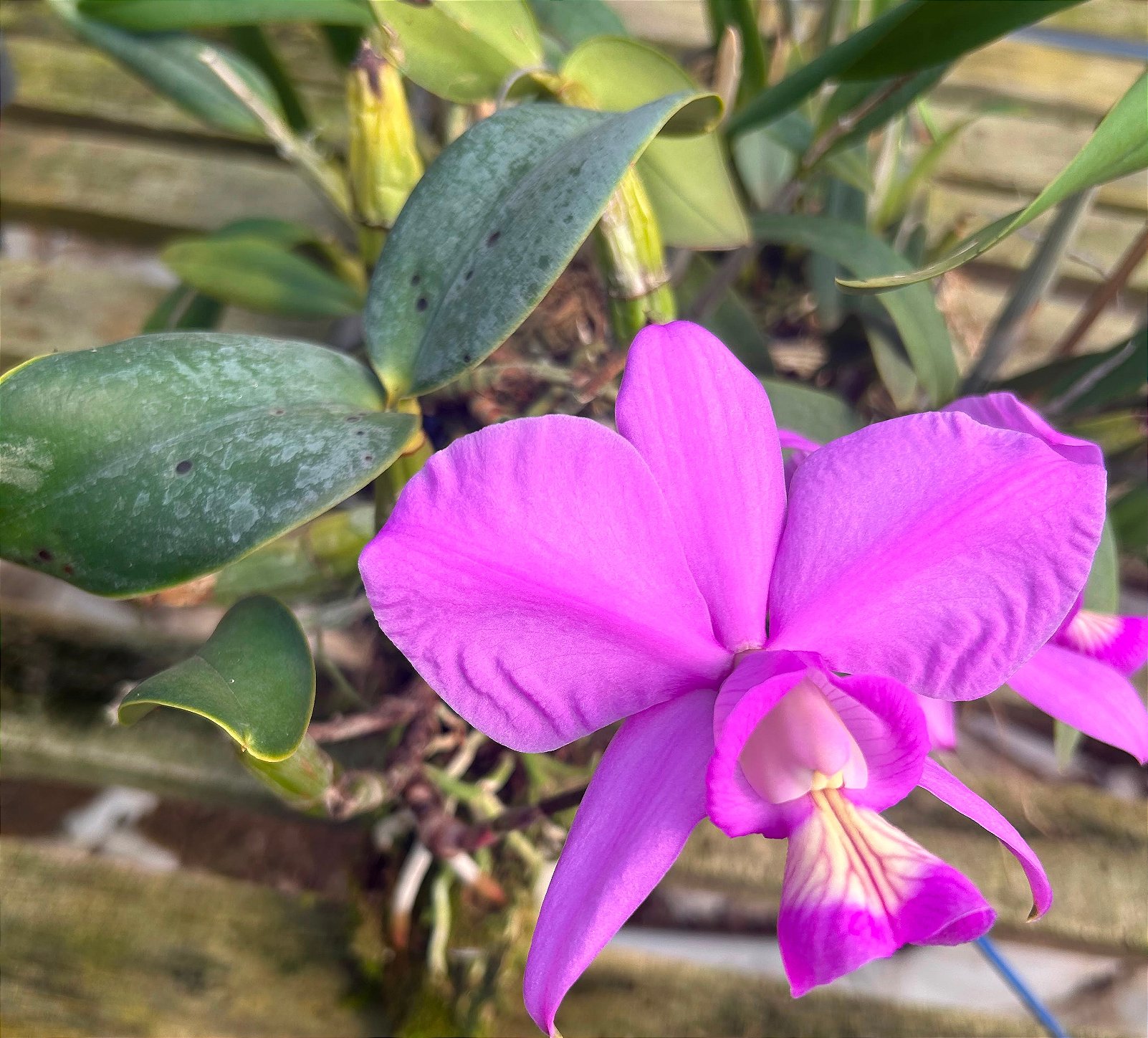 C. Nobilor Dom Rafael x C. Nobilor Rubra Ludoriva